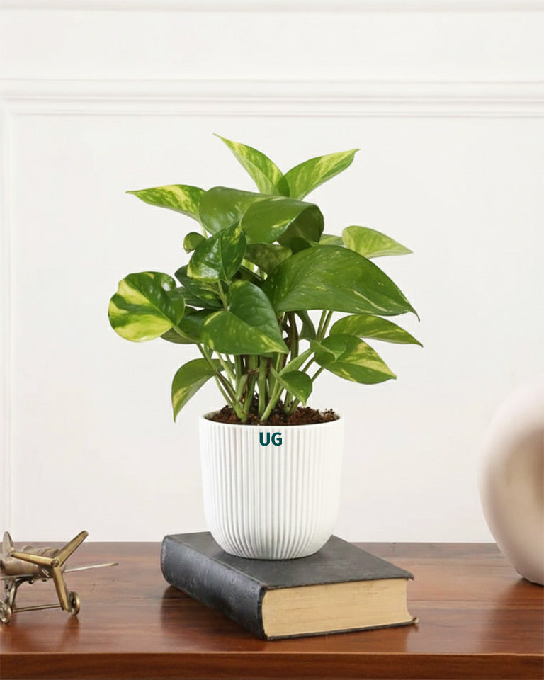 Air Purifying Plant Combo