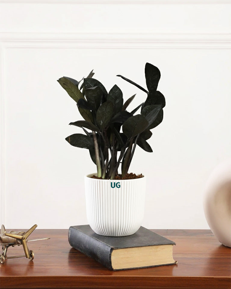 Air Purifying Plant Combo