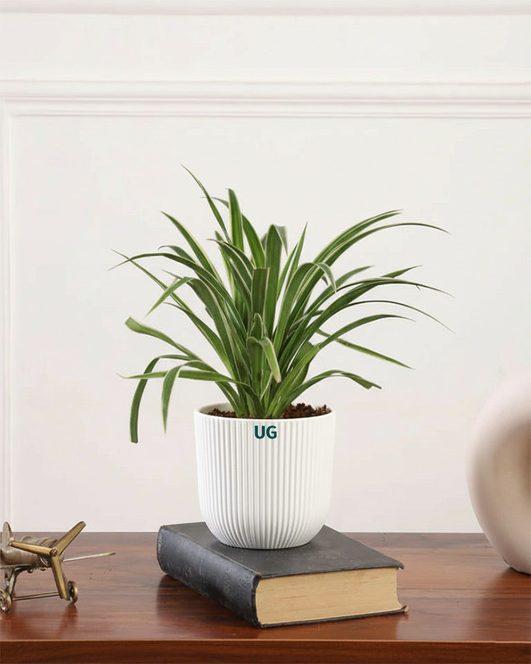 Air Purifying Plant Combo