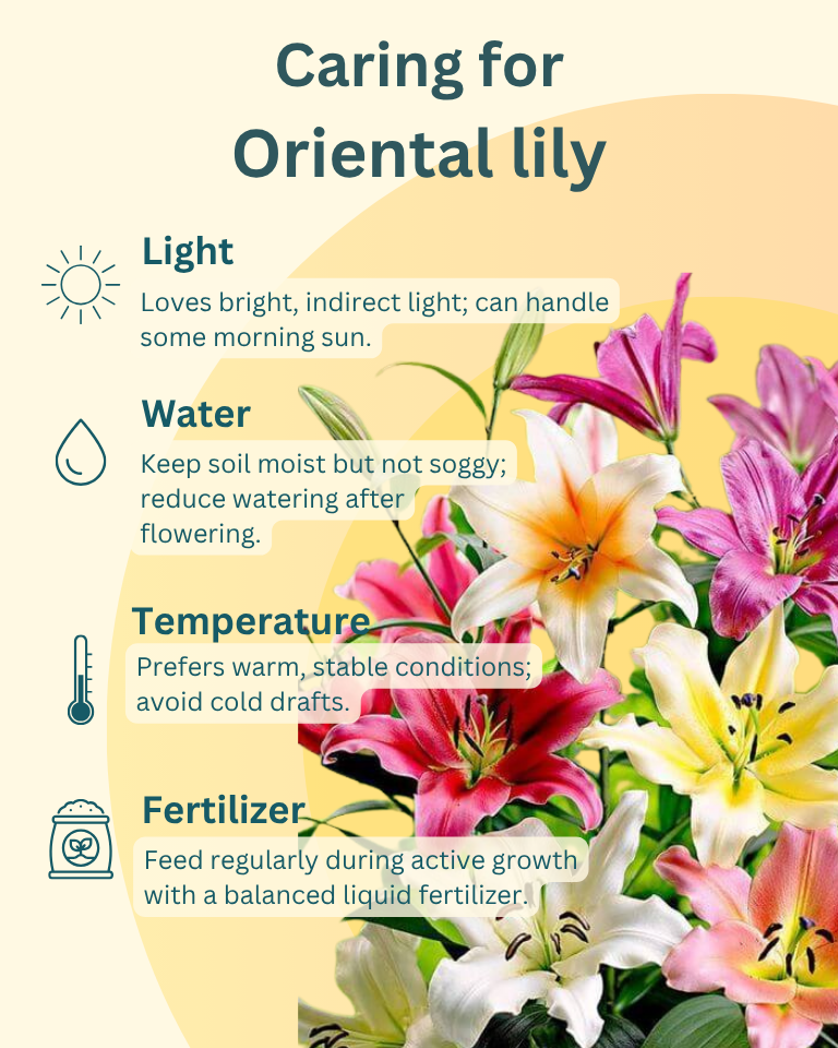 Oriental Lily Bulbs