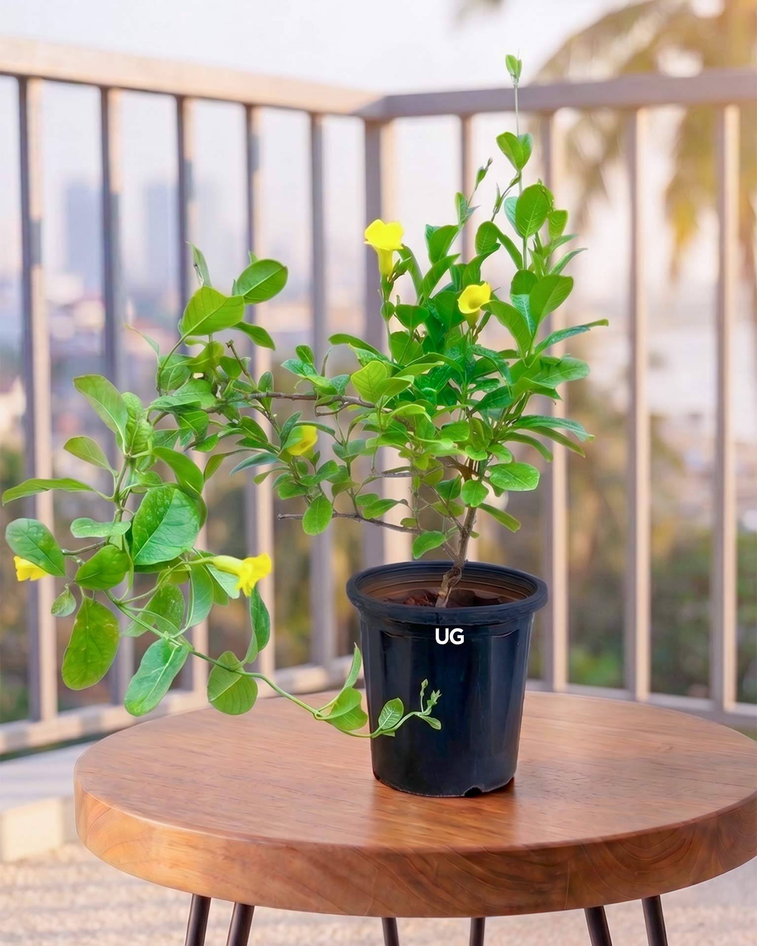 Allamanda Creeper Plant (Yellow)