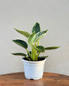 Philodendron Birkin Plant