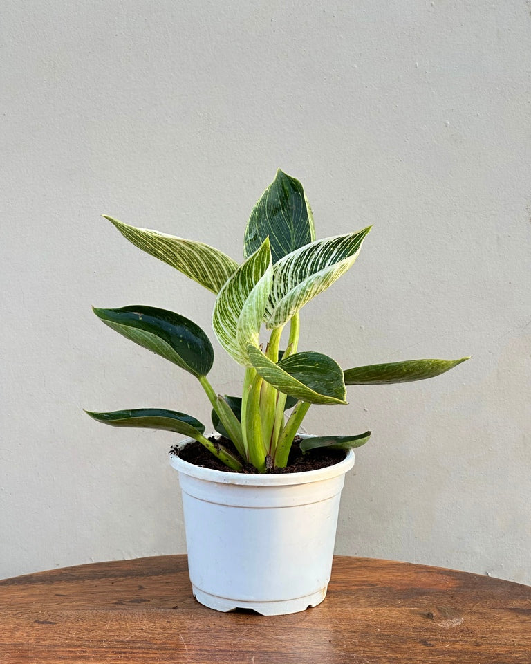 Philodendron Birkin Plant