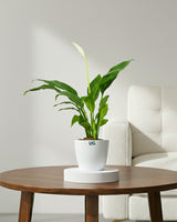 Peace Lily Plant