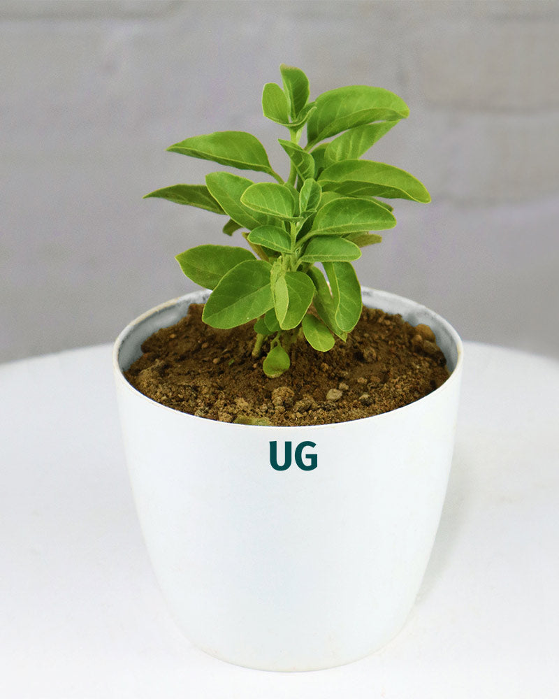 Ashwagandha Herbal Plant