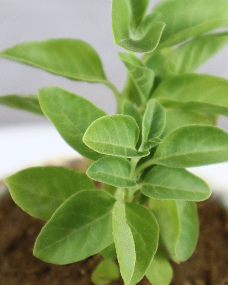 Ashwagandha Herbal Plant