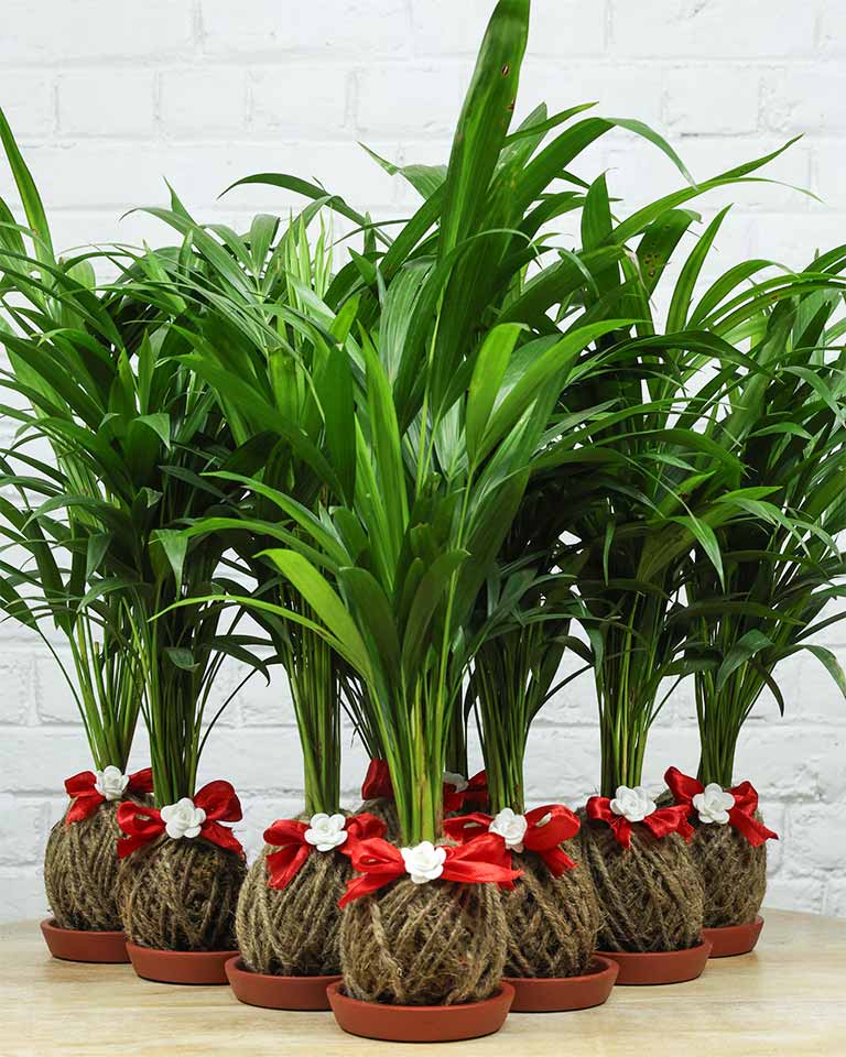 plants for corporate gifting