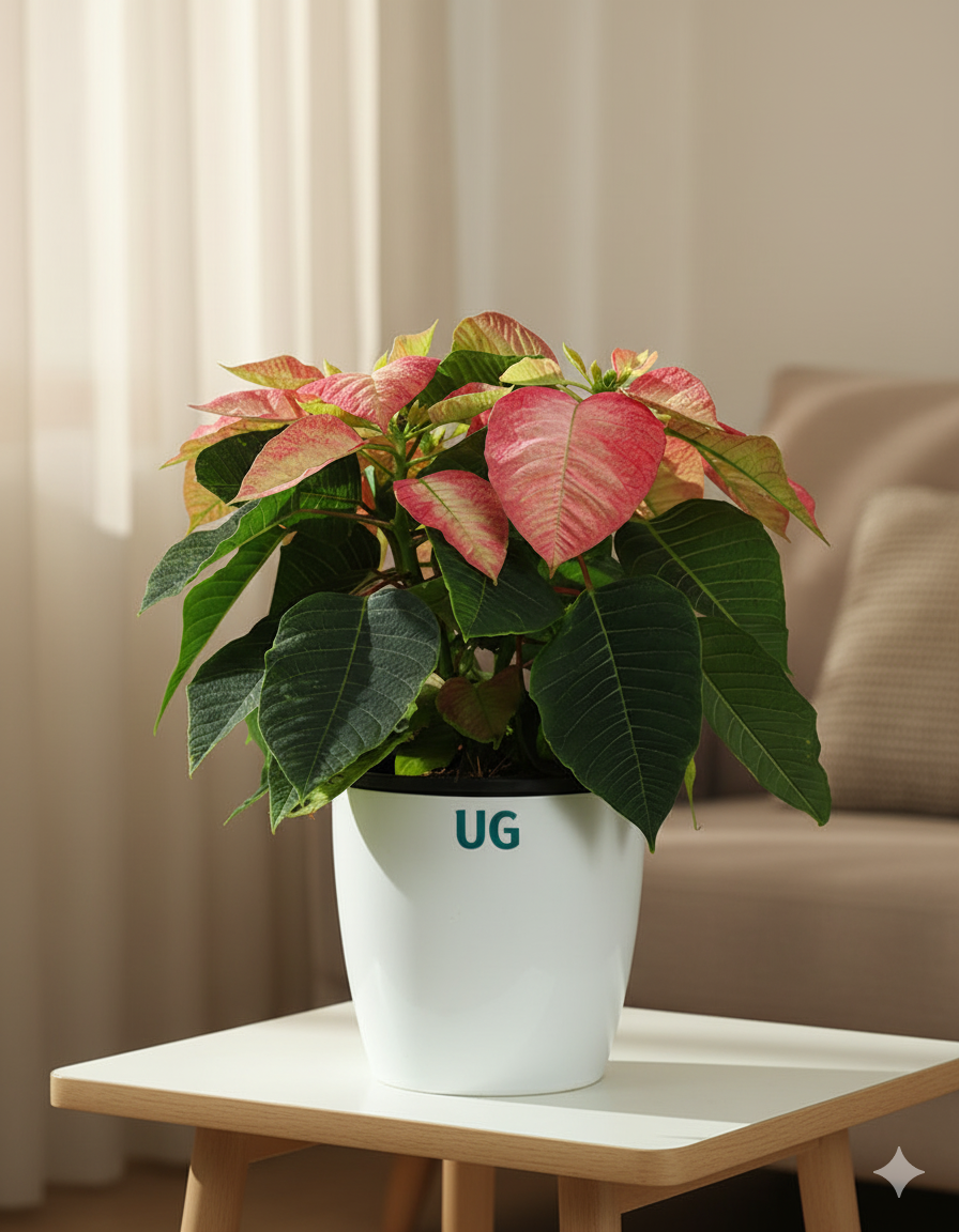 poinsettia online