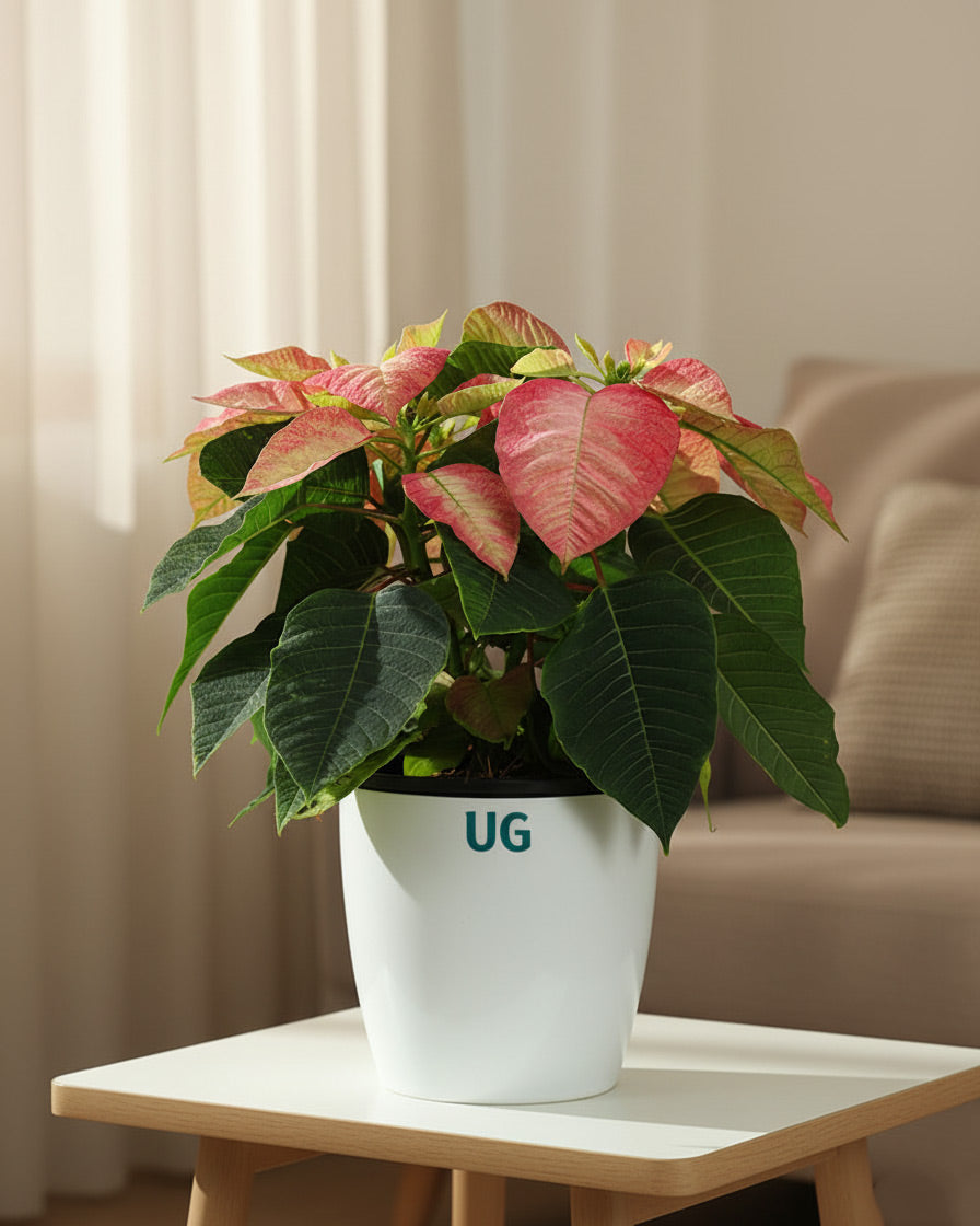 Monet Twilight Poinsettia