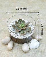Elegant Succulent Arrangement in Acrylic Pot
