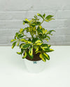 Schefflera Variegated