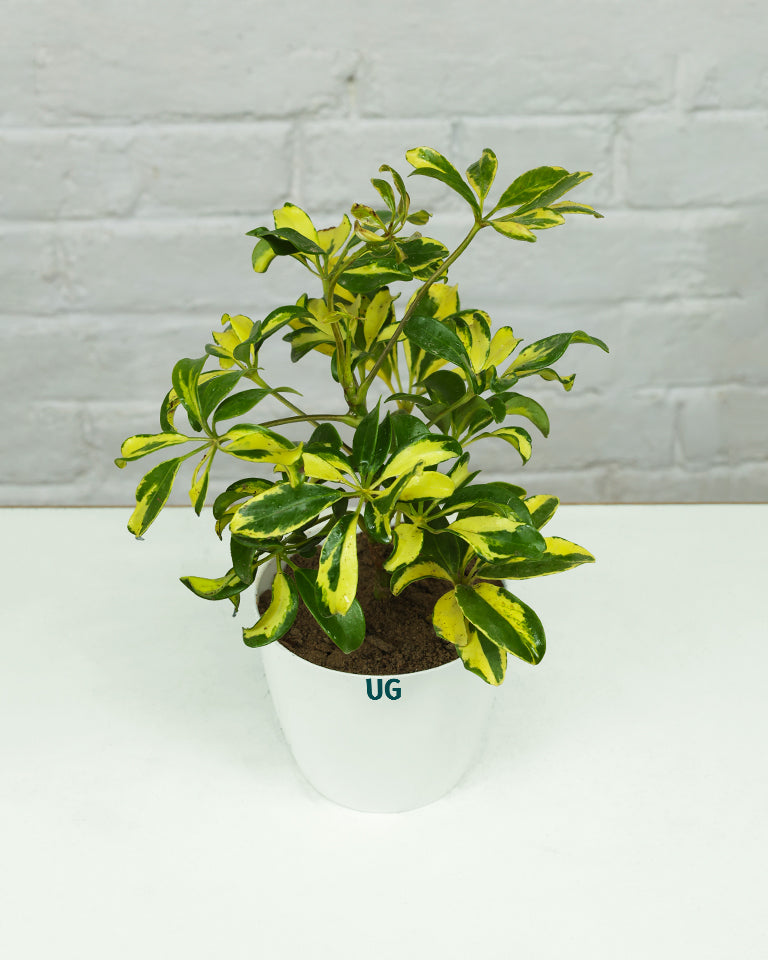 Schefflera Variegated