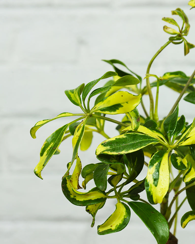 Schefflera Variegated