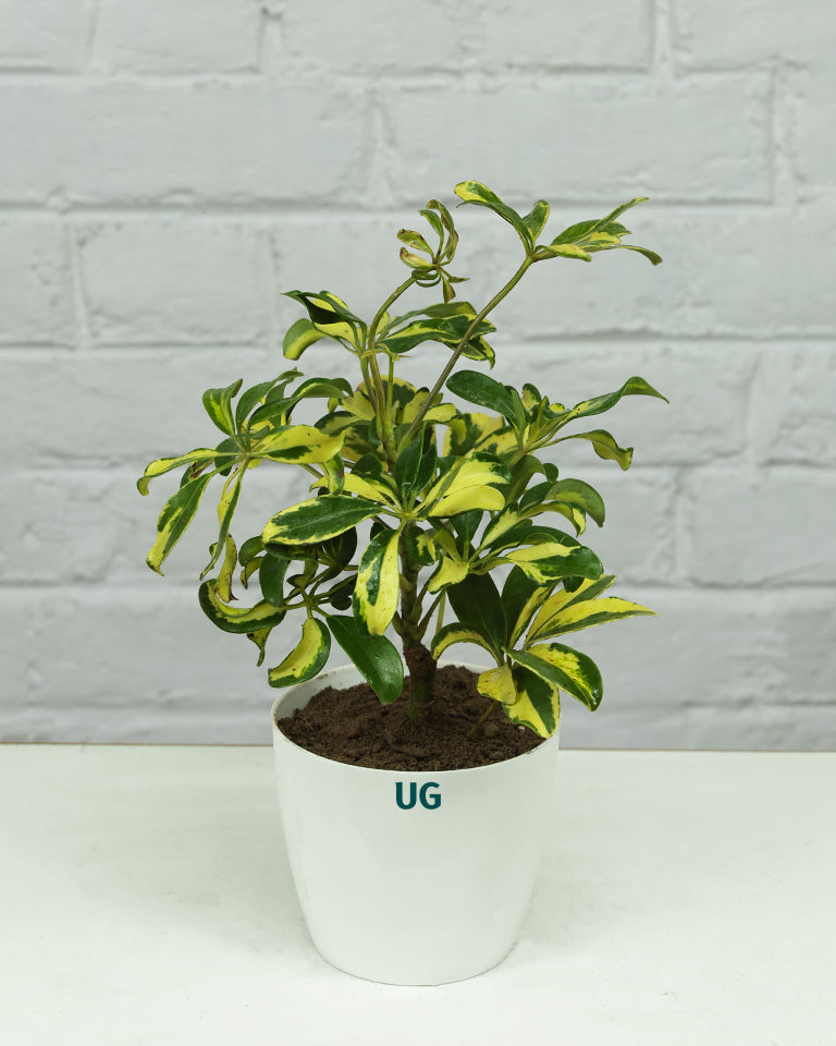 Schefflera Variegated