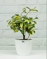 Schefflera Variegated