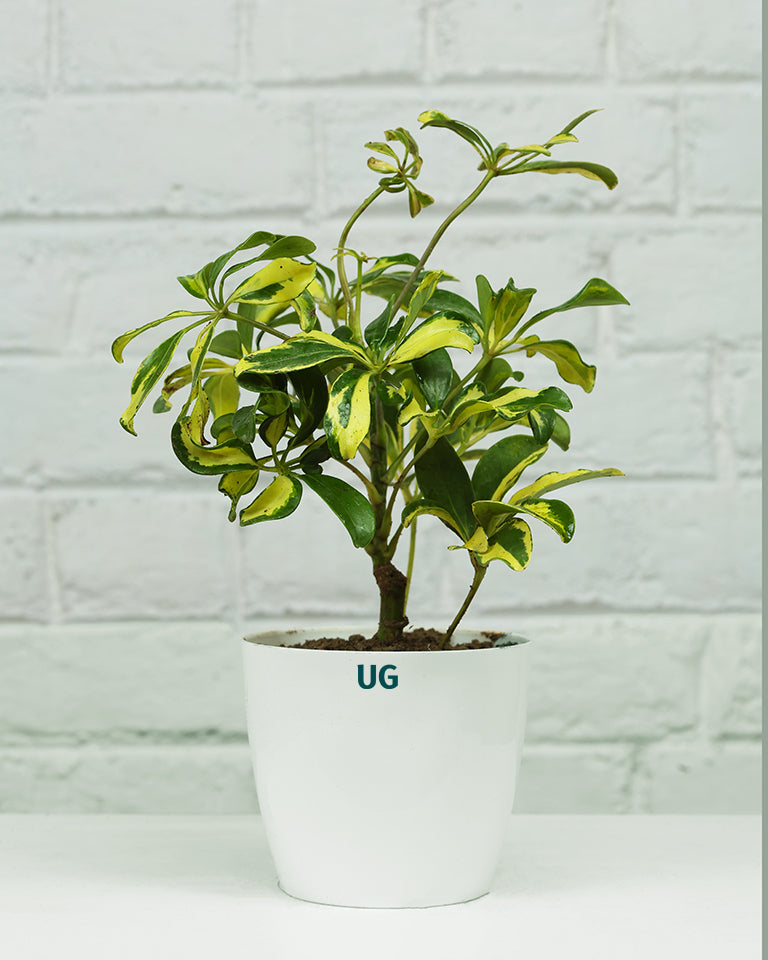 Schefflera Variegated