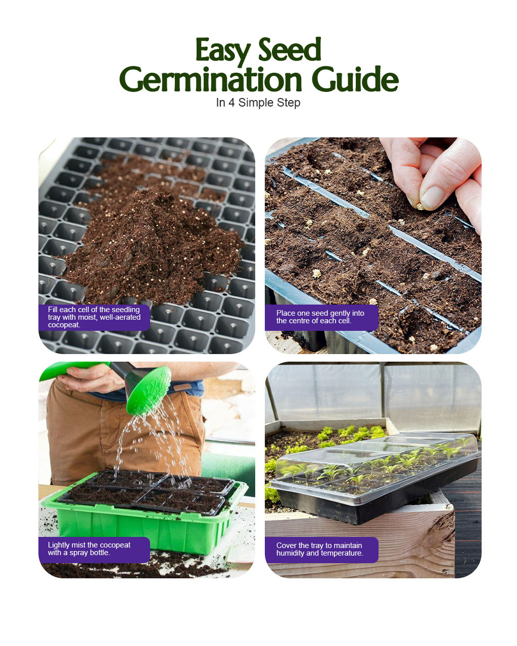 Cucumber Deshi