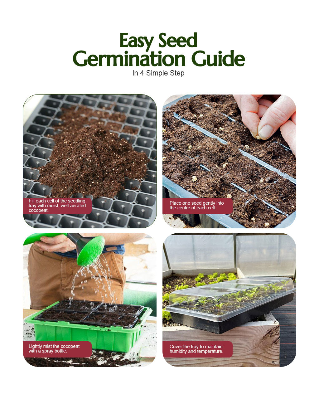Beet Root Seeds (F1 Red Grand)