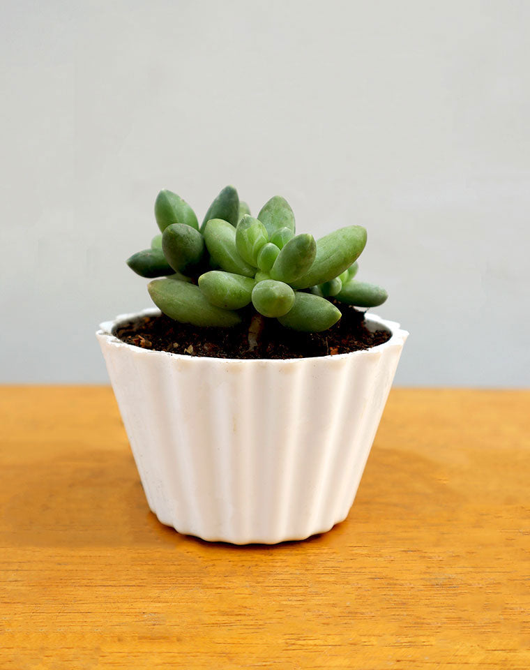 Pachyphytum Compactum