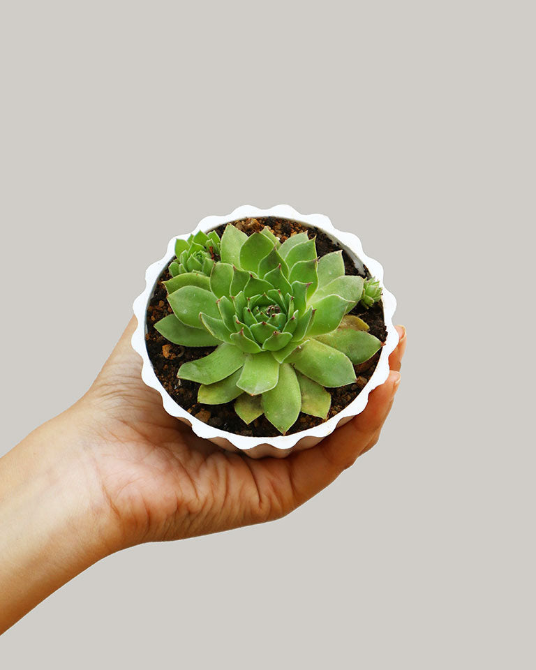 Sempervivum Succulent (Laxmi Kamal)