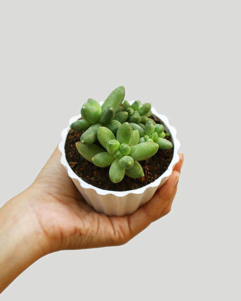 Pachyphytum Compactum