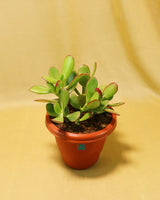 Buy outdoor plant online
