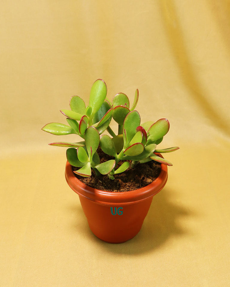 Buy outdoor plant online