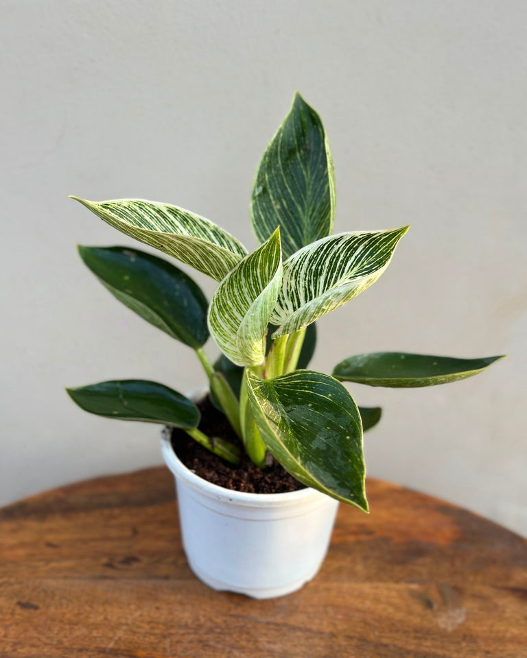 Philodendron Birkin Plant