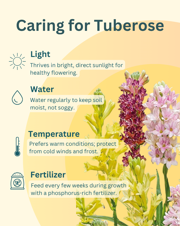 Tuberose Bulbs