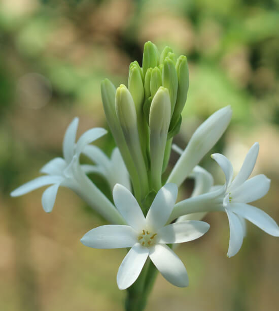 Tuberose Bulbs