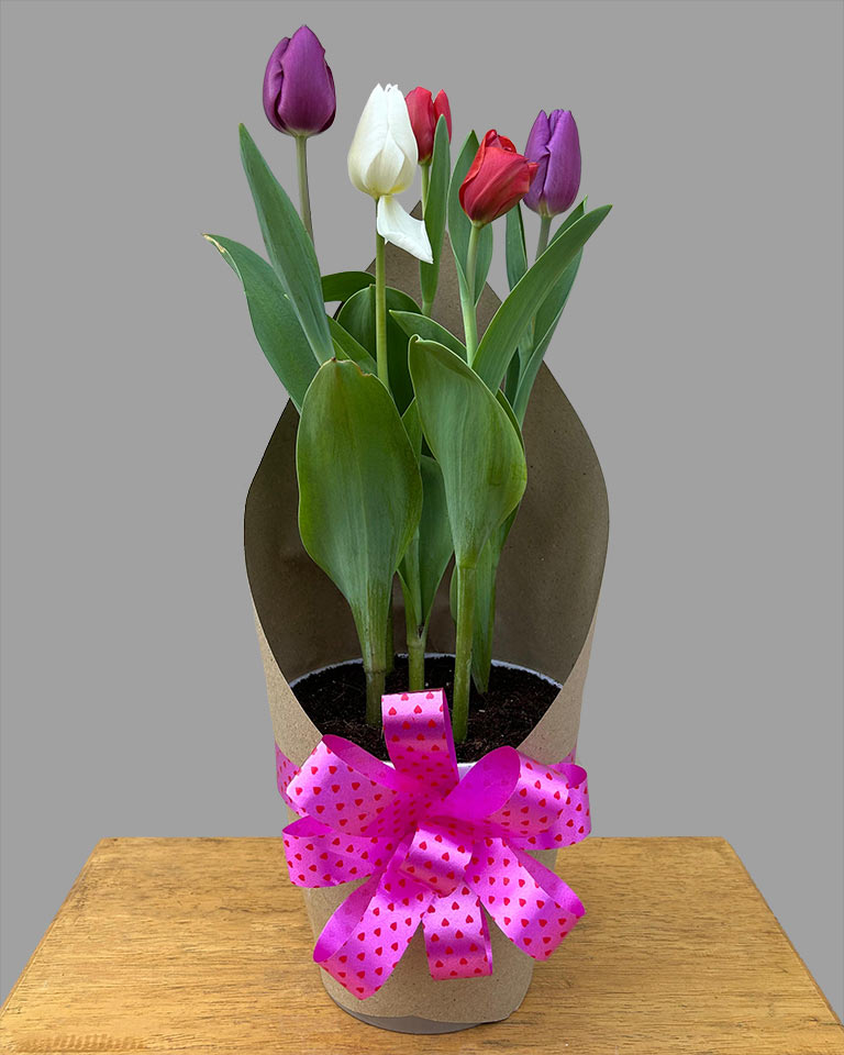 Valentine's Tulip Combo (5 Plants)
