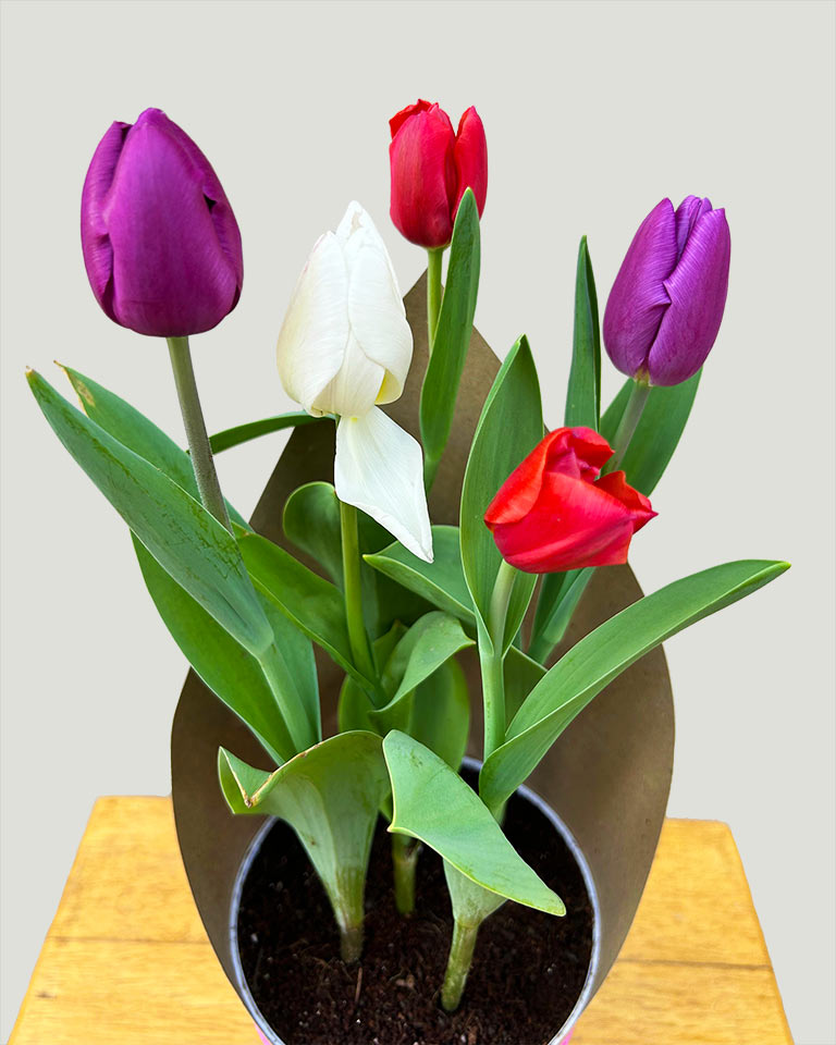 Valentine's Tulip Combo (5 Plants)