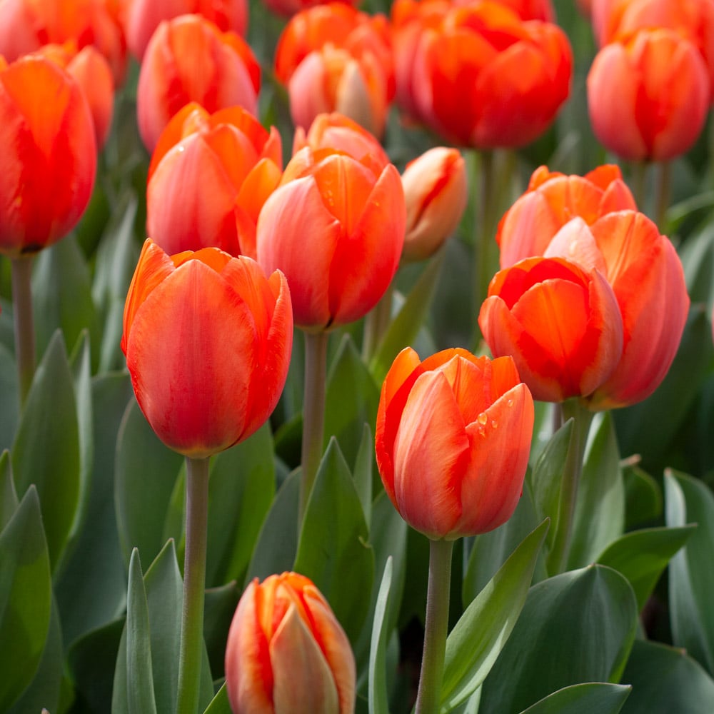 Tulip Bulbs