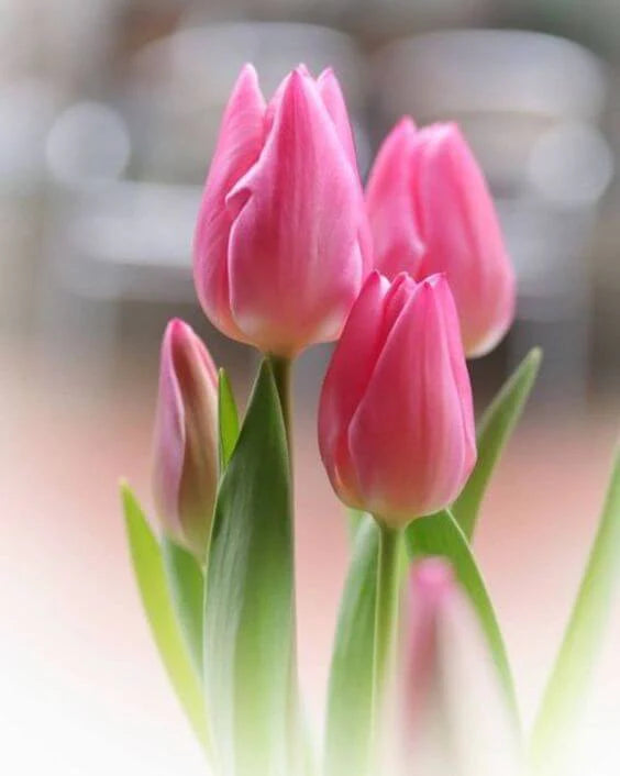 Tulip Bulbs