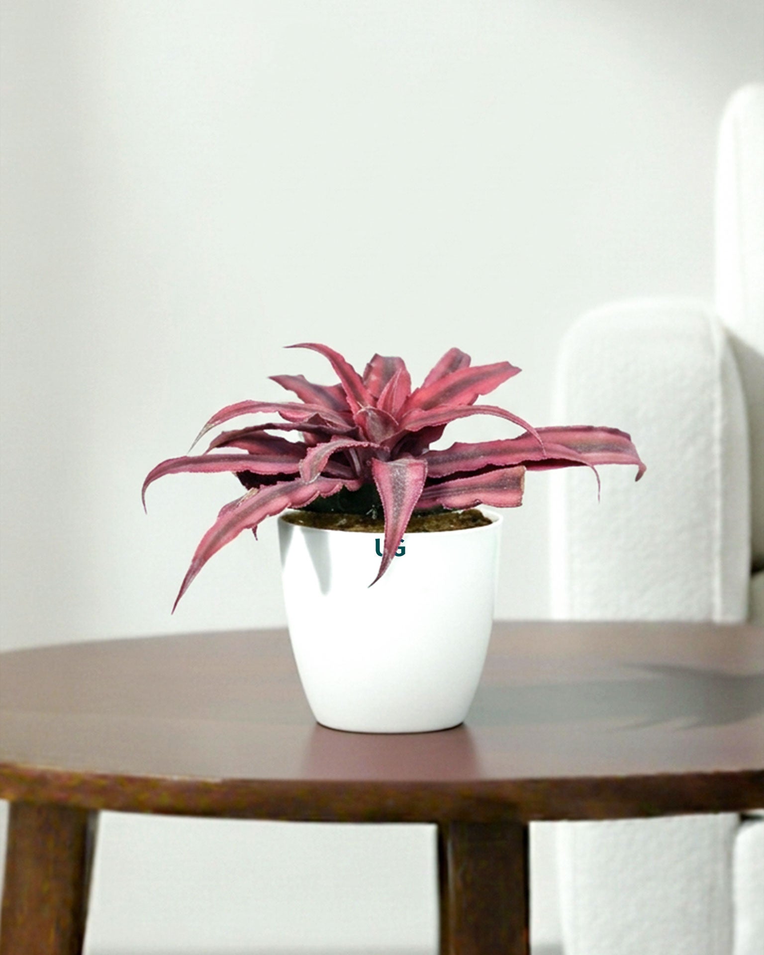Cryptanthus Pink (Earthstar Plant)