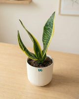 Snake Plant