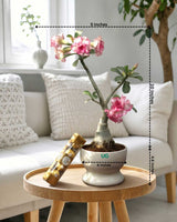 Adenium Plant (Table Top) in Ceramic Pot with Mother’s Day Greeting Card