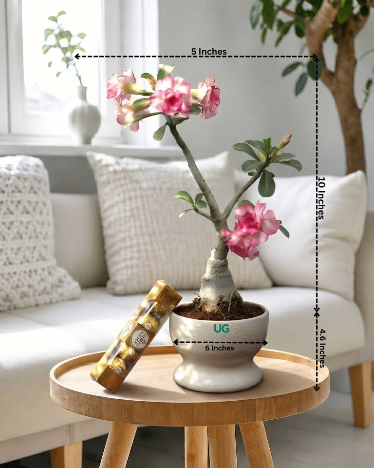 Adenium Plant (Table Top) in Ceramic Pot with Mother’s Day Greeting Card