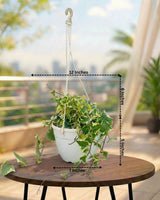 English Ivy Basket