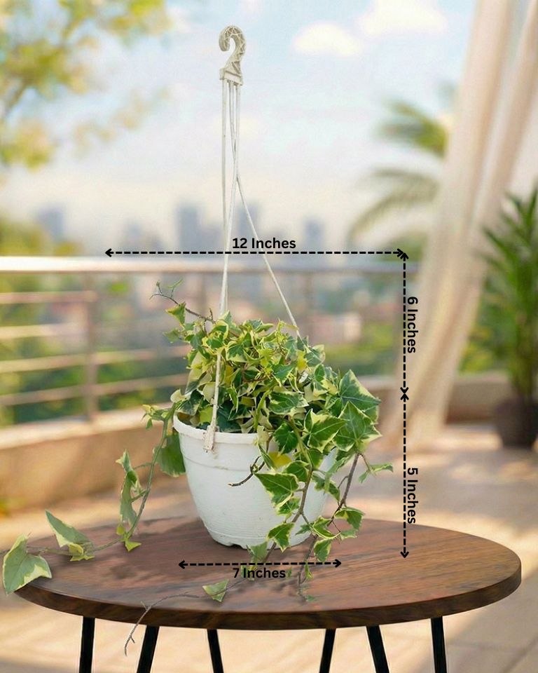 English Ivy Basket