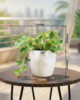English Ivy Variegated Plant (Hedera helix 'Variegata')