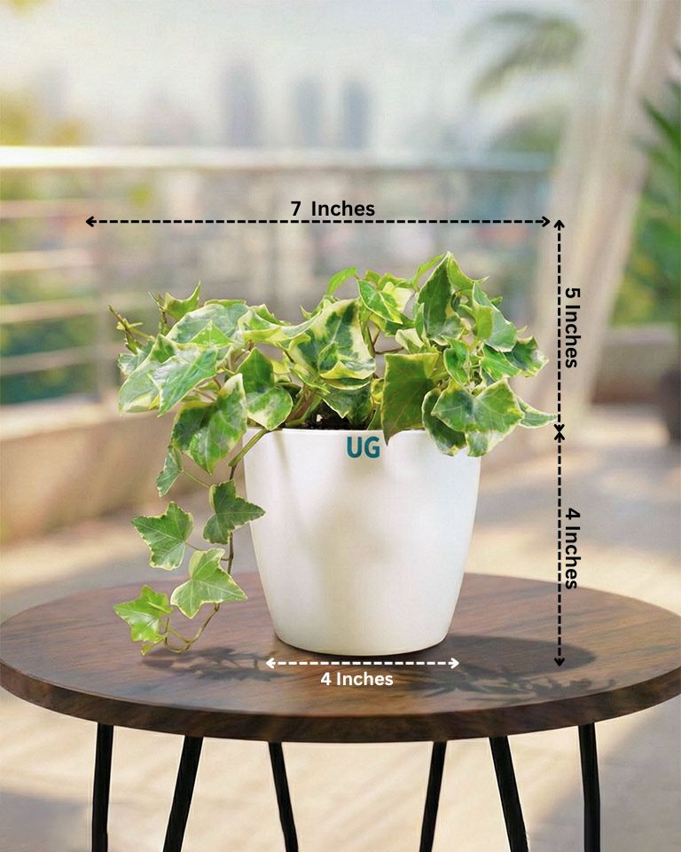 English Ivy Variegated Plant (Hedera helix 'Variegata')