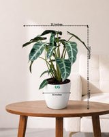 Alocasia Polly Plant