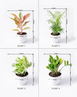 Living Room Plants Combo