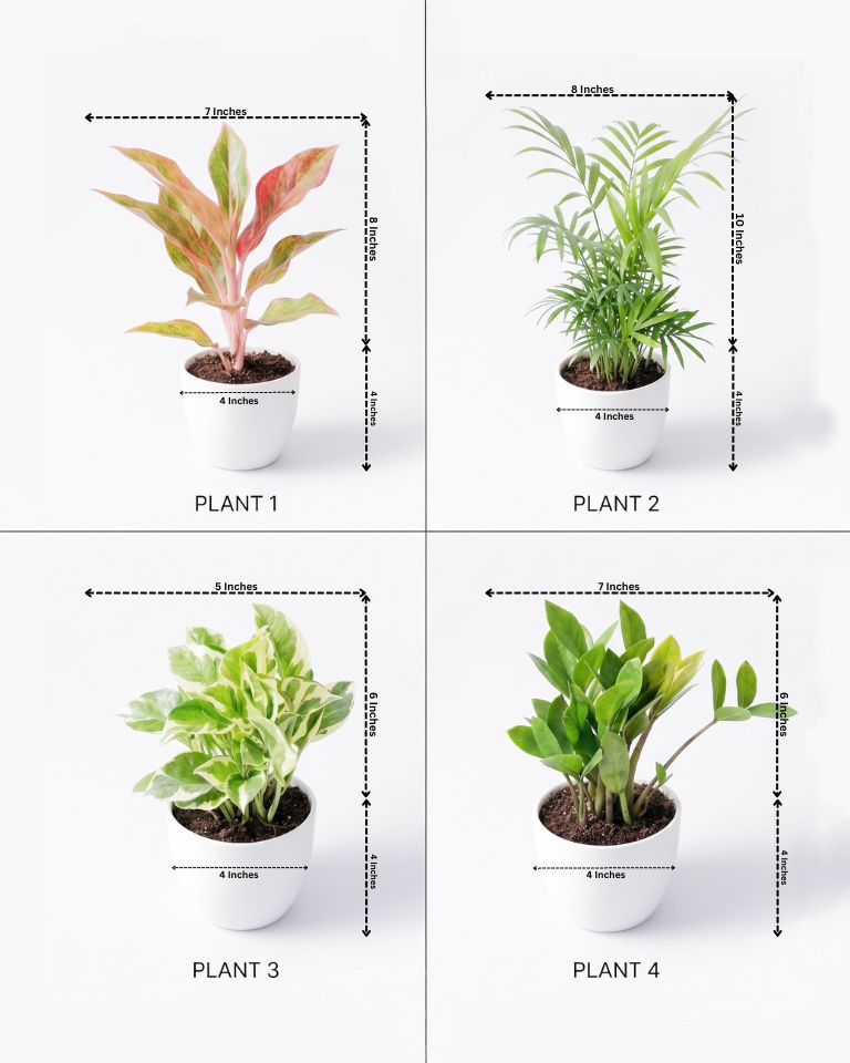 Living Room Plants Combo