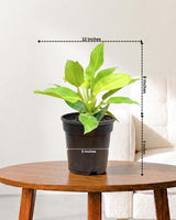 Philodendron Moonshine, Xanadu