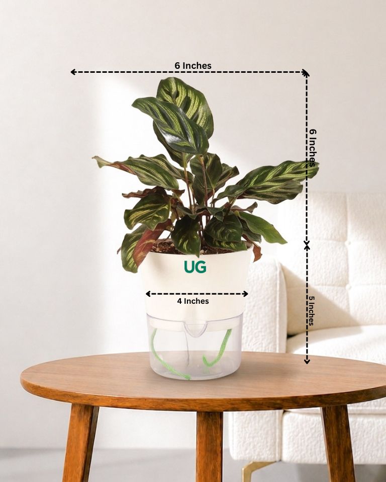 Calathea Peacock in Self Watering Pot