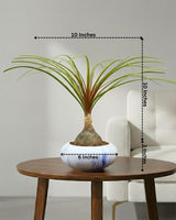 Nolina Bonsai Plant in Ceramic Marble Pot (Beaucarnea recurvata – Ponytail Palm)