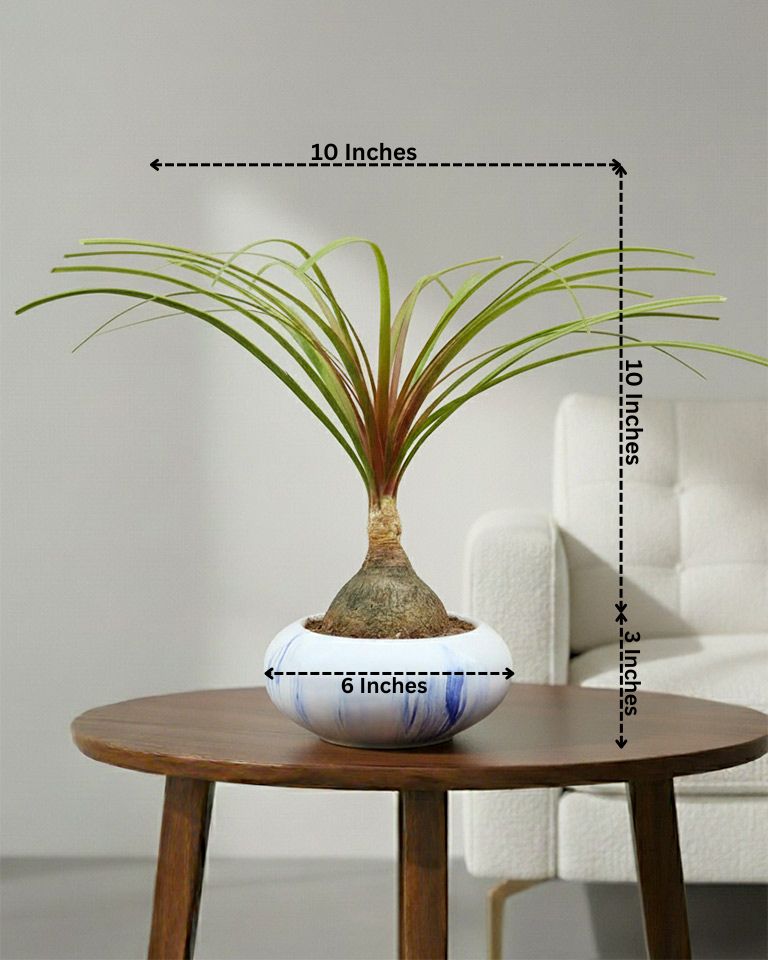 Nolina Bonsai Plant in Ceramic Marble Pot (Beaucarnea recurvata – Ponytail Palm)