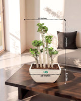 5 Stems Ficus Bonsai Imported in (Fiber Pot)